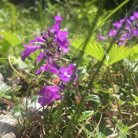 Haus Bergfruhling Alloggio in famiglia Steeg
